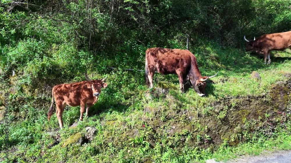 The Cachena cow in Nationalpark Peneda-Geres in North Portugal. It is a traditional Portuguese mountain cattle breed excellent for its meat and traction power The Cachena cow in Nationalpark Peneda-Geres in North Portugal. It is a traditional Portuguese mountain cattle breed excellent for its meat and traction power