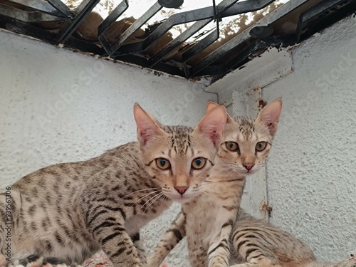 Photography Indian Community Stray Cats Original Breed Highly Intelligent Empathetic, Playfu