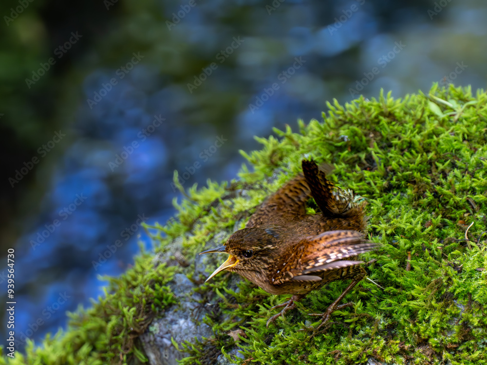 Obraz premium 森の水場の苔の上でさえずりながら求愛ポーズをするミソサザイ