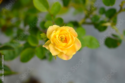 Rose Golden Penny flower photo