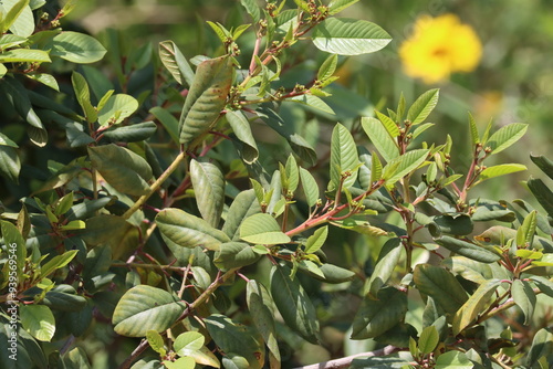 Coastal California Buckthorn, Frangula Californica Subspecies Californica, a stately native monoclinous shrub displaying elliptically ovate leaves during Spring in the Santa Monica Mountains.
