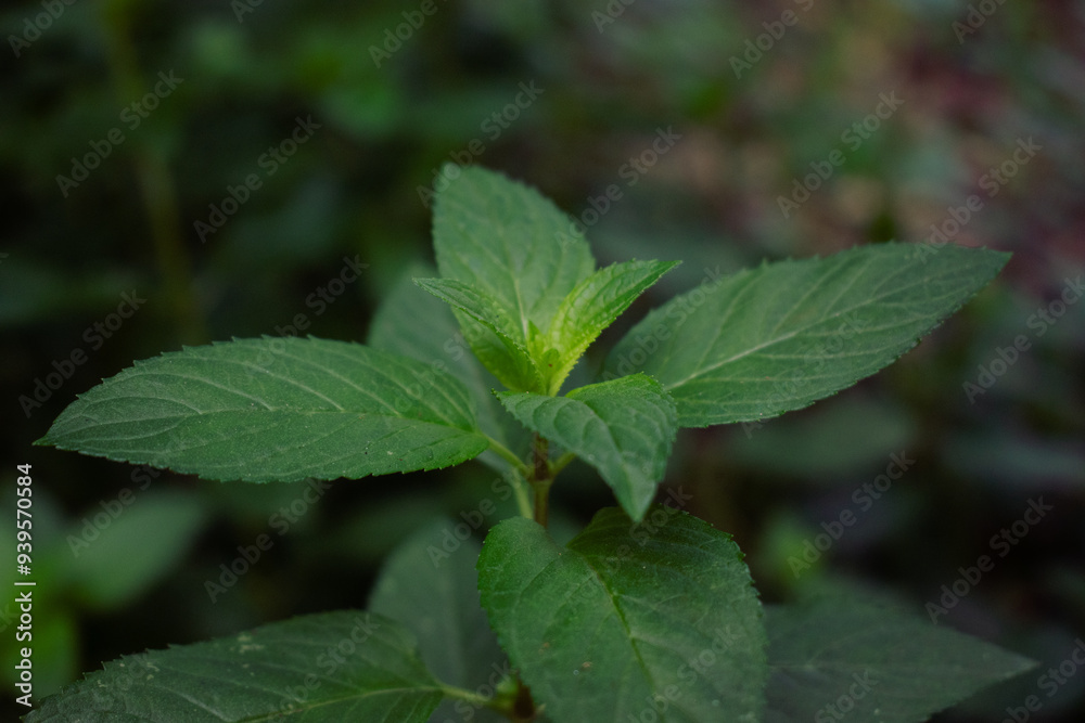 Chocolate Mint in a Spring Garden Chocolate Mint in a Spring Garden