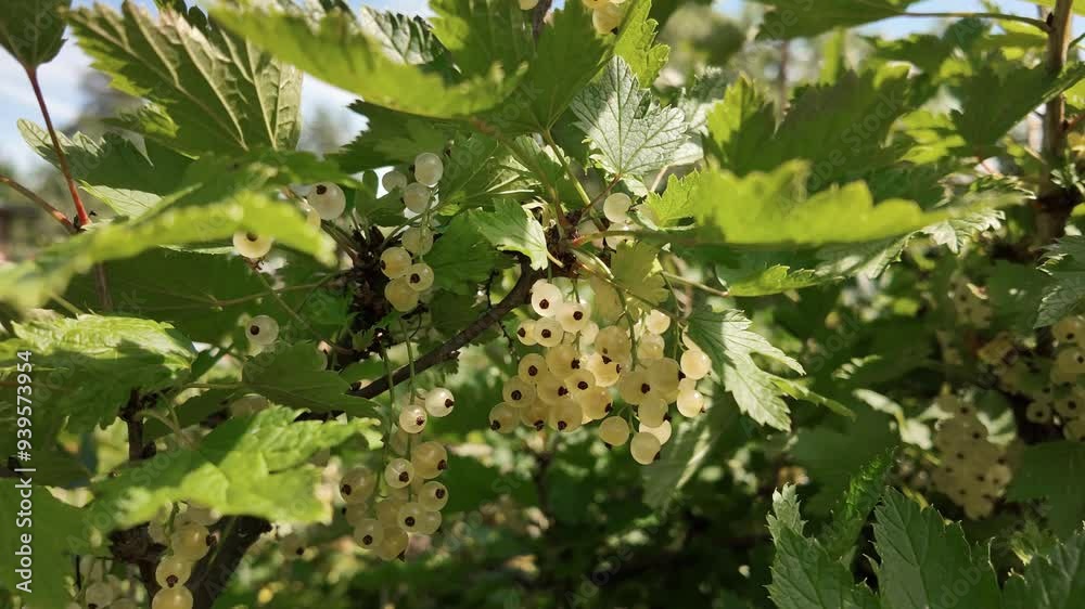 White currants on a bush in the garden White currants on a bush in the garden