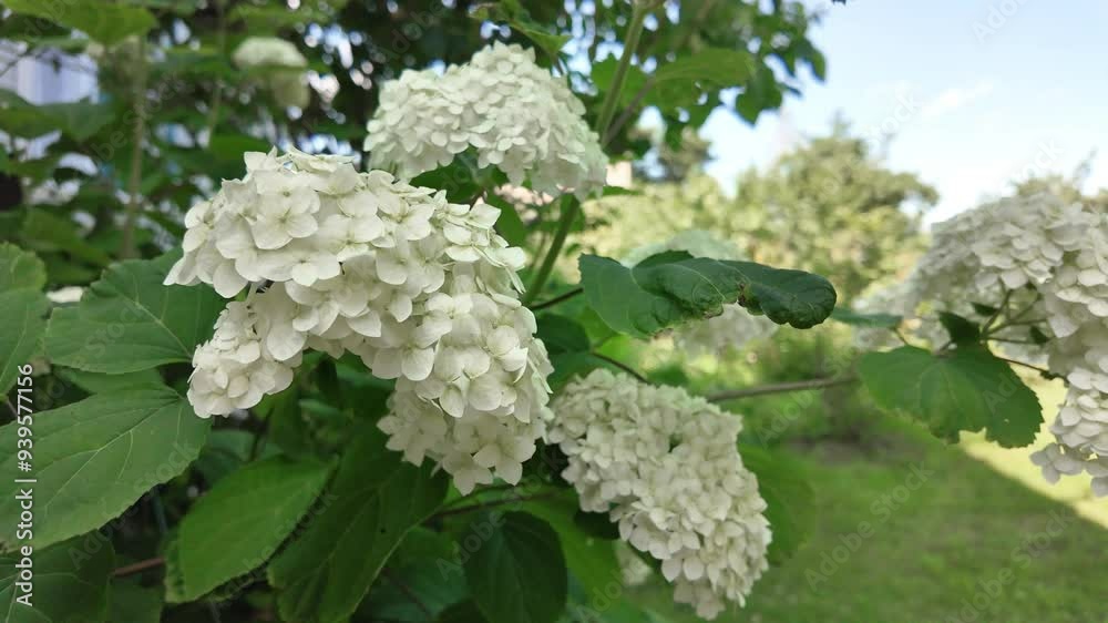 White hydrangea flowers bloomed in the garden White hydrangea flowers bloomed in the garden