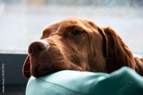 Hungarian vizsla chillin'