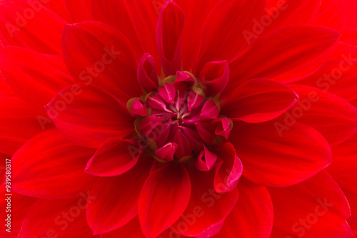 Fresh beautiful soft bright red opened dahlia flower head background. Closeup. Top down view.