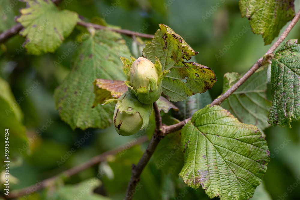 Obraz premium Young hazelnuts (filbert, kobnuss) grow on the tree. Green hazelnut from organic nut farms. Hazelnuts or coconuts with leaves in the garden. The concept of Filbert plant production harvest. Hazelnut