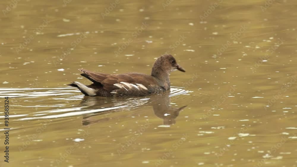 young moorhen on the lake, moorhen looking for food, young moorhen swimming in the water and drinking, brown waterfowl swimming hurriedly in the pond young moorhen on the lake, moorhen looking for food, young moorhen swimming in the water and drinking, brown waterfowl swimming hurriedly in the pond