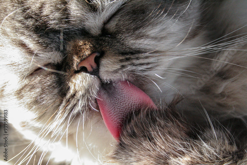 A close-up of a cat grooming itself, focusing on the texture of its tongue as it cleans its fur. The soft light highlights the delicate details of the cat's face, evoking a sense of comfort and tranqu
