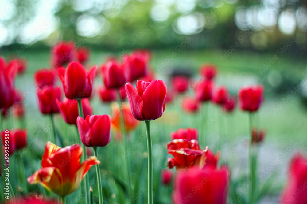 A vibrant display of red tulips in full bloom, standing tall against a blurred green background. The rich colors and soft focus create a captivating and serene garden scene. A vibrant display of red tulips in full bloom, standing tall against a blurred green background. The rich colors and soft focus create a captivating and serene garden scene.