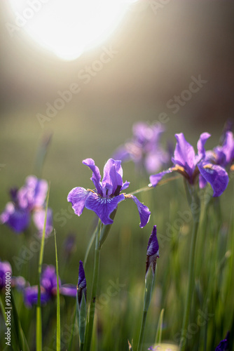 The soft light of dawn gently illuminates purple irises in a garden, highlighting the delicate petals still adorned with morning dew. The serene atmosphere captures the calm of a new day.