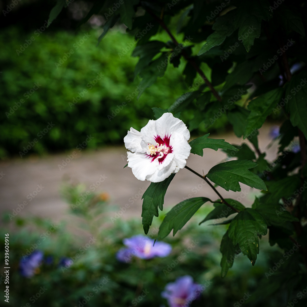 Fleurs