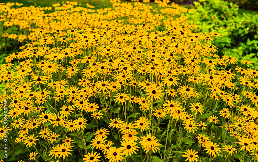 Fleurs
