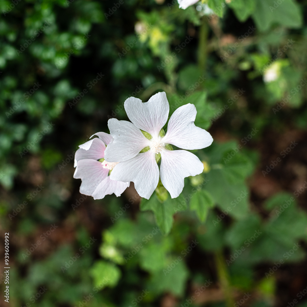 Fleurs