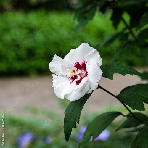 Obraz na płótnie Fleurs w salonie