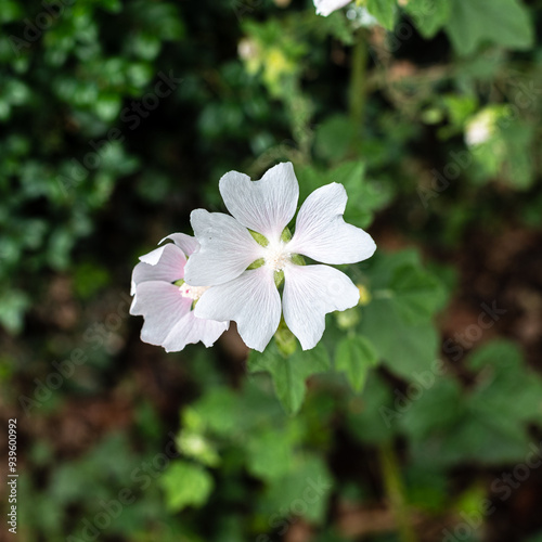Obraz na płótnie Fleurs w salonie