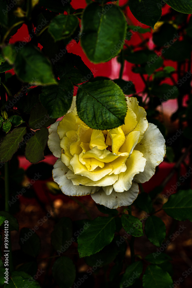 Fleurs