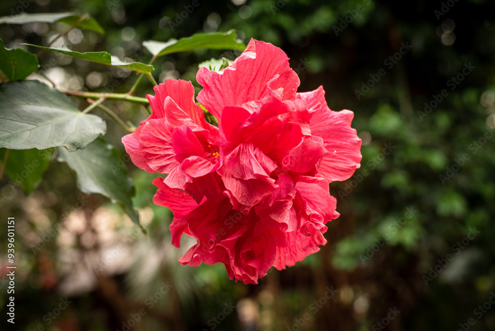 Fleurs