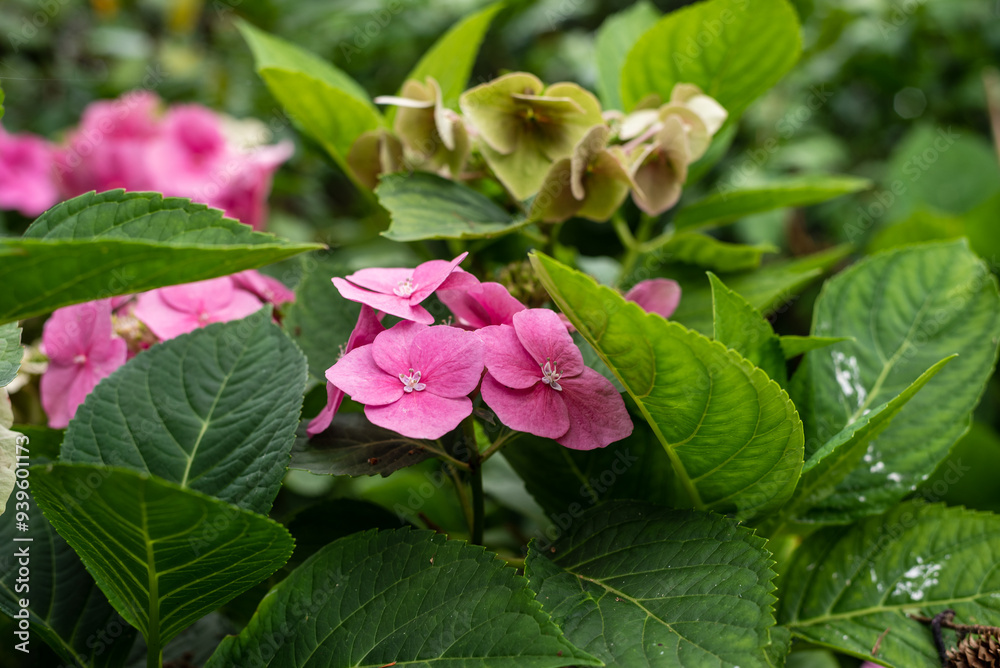 Fleurs