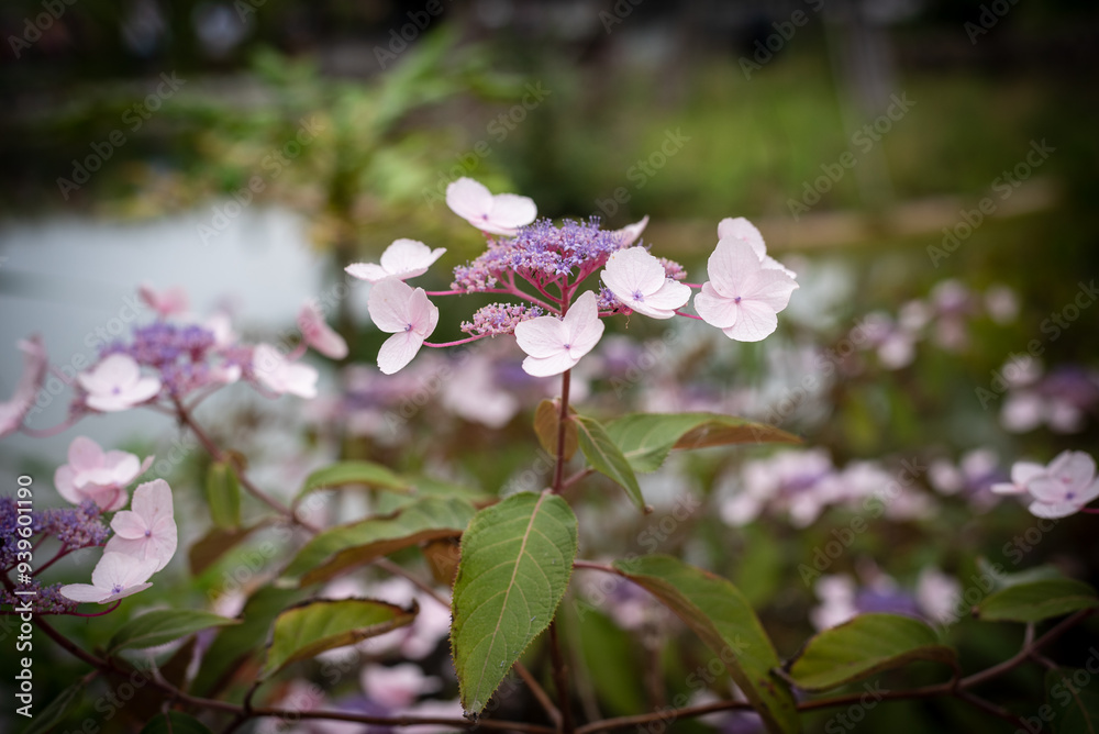 Fleurs