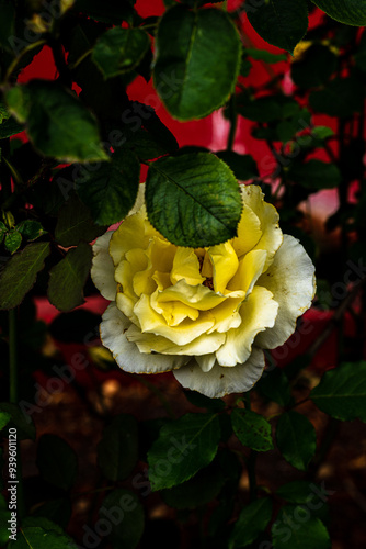 Obraz na płótnie Fleurs w salonie