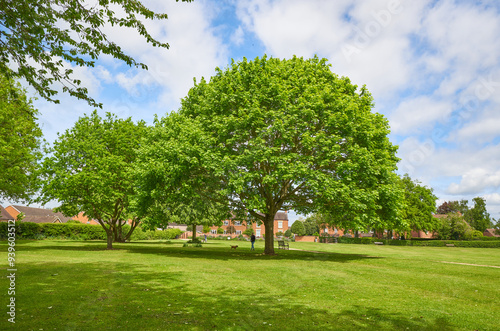 Fototapeta Naklejka Na Ścianę i Meble -  Large tree in a park