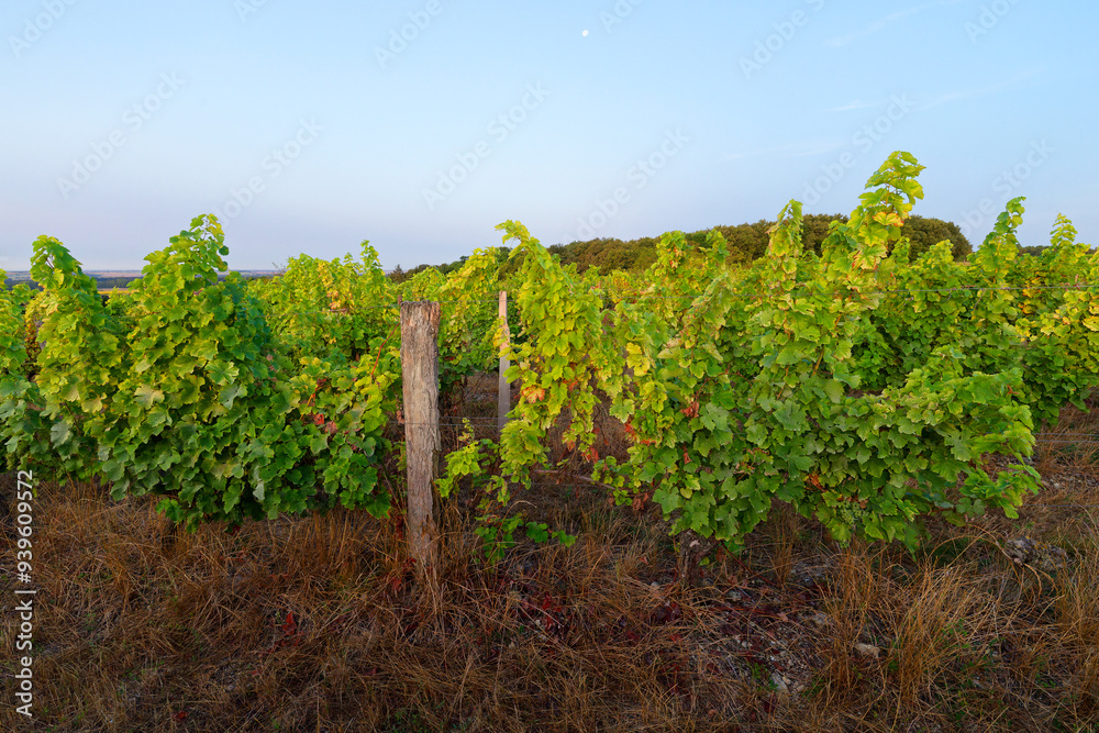 Obraz premium Vineyards of the Haut Poitou in the hillside of Marigny-Brizay village