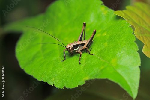 dark bush cricket grasshopper insect macro photo photo