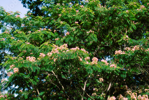 Mimosa Tree in a Summer Garden