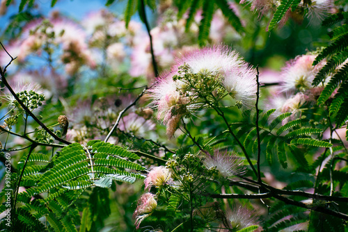 Mimosa Tree in a Summer Garden