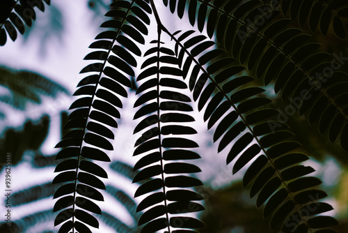 Mimosa Tree in a Summer Garden