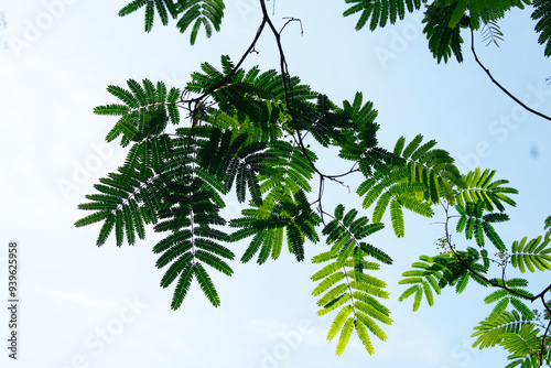 Mimosa Tree in a Summer Garden