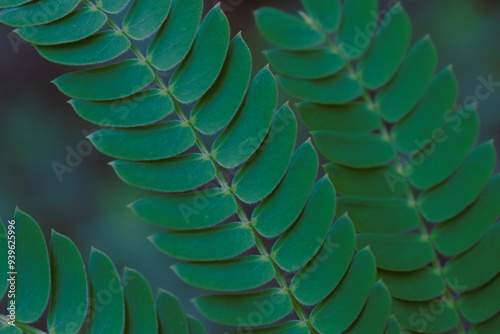 Mimosa Tree in a Summer Garden