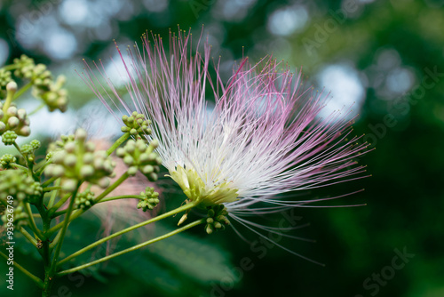 Mimosa Tree in a Summer Garden