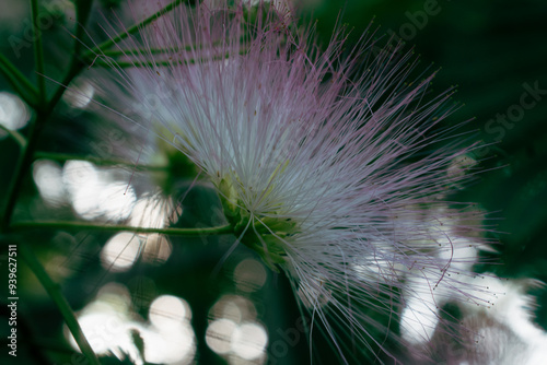 Mimosa Tree in a Summer Garden