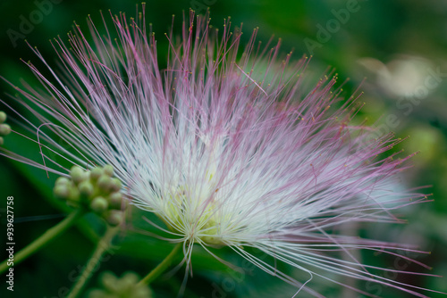 Mimosa Tree in a Summer Garden