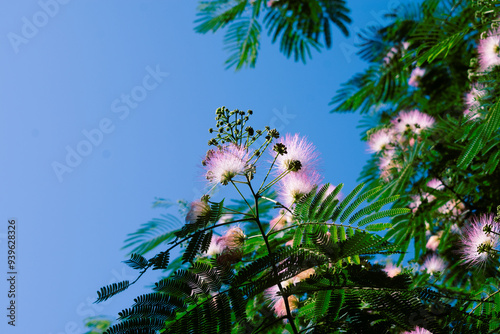Mimosa Tree in a Summer Garden