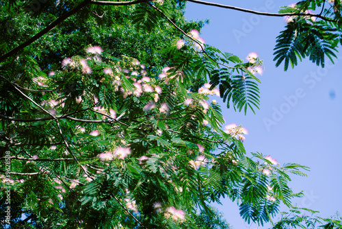 Mimosa Tree in a Summer Garden