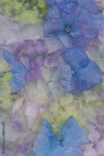 abstract blue and purple hortesia or hydrangea flowers in ice resembling watercolor background photo