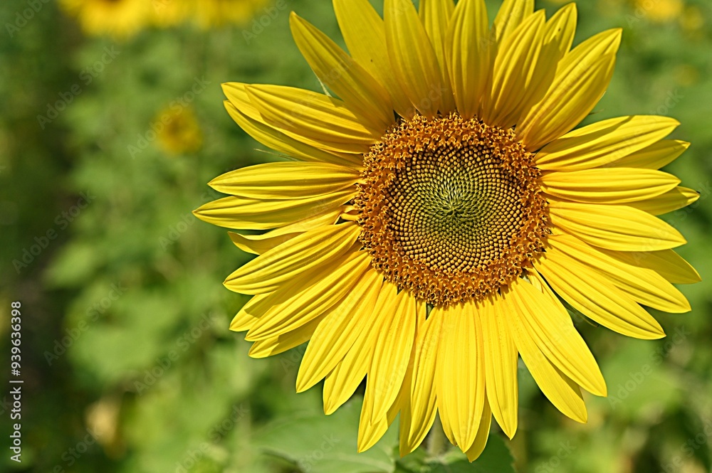 yellow sunflower flower on the background of a field of sunflowers yellow sunflower flower on the background of a field of sunflowers