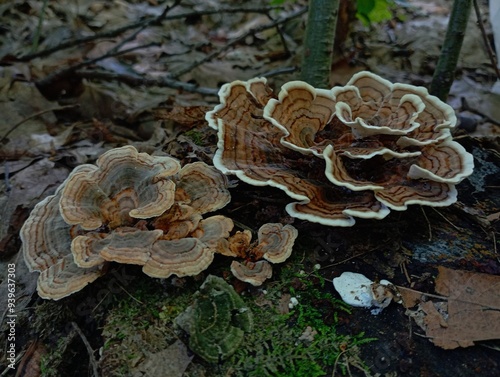 Forest poisonous tree mushrooms with thin petals. Beautiful forest mushrooms of an unusual shape. photo