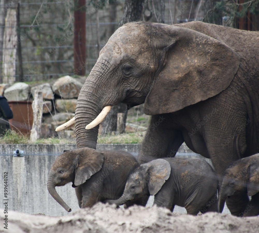 Fototapeta premium Elephant with calves