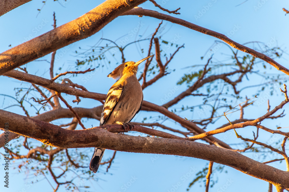 Eurasian Hoopoe, Upupa epops, on a dry tree branch. Eurasian Hoopoe, Upupa epops, on a dry tree branch.