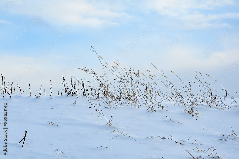 Grass in the snow backgrounds Grass in the snow backgrounds