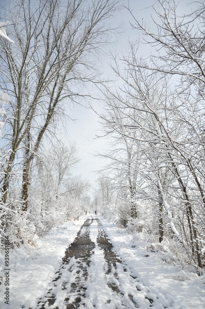 Fototapeta premium Winter landscape with snow