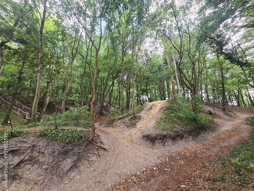 Waldgebiet in Wilhelmshöhe, Mecklenburg - Vorpommern photo