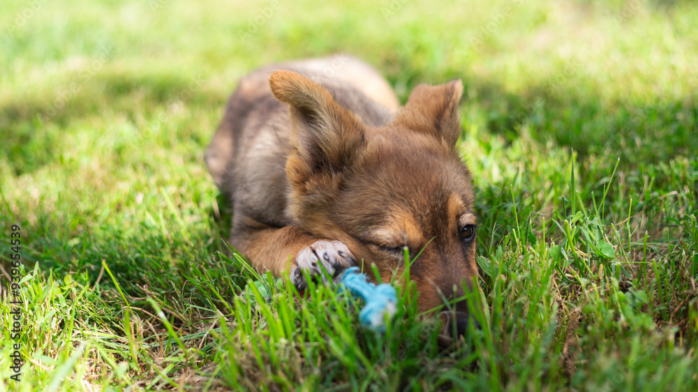 A brown puppy plays joyfully with a blue rope tug toy in a sunlit field of green grass under a blue sky with white clouds. A brown puppy plays joyfully with a blue rope tug toy in a sunlit field of green grass under a blue sky with white clouds.