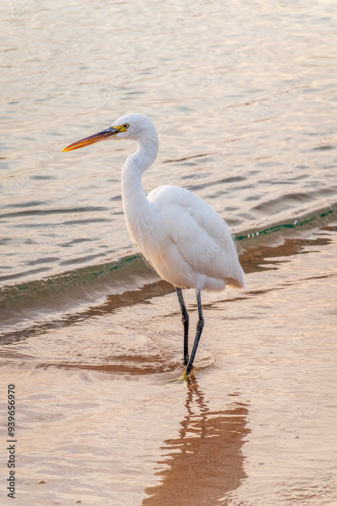 Obraz premium Great egret (Ardea alba), a medium-sized white heron fishing on the sea beach