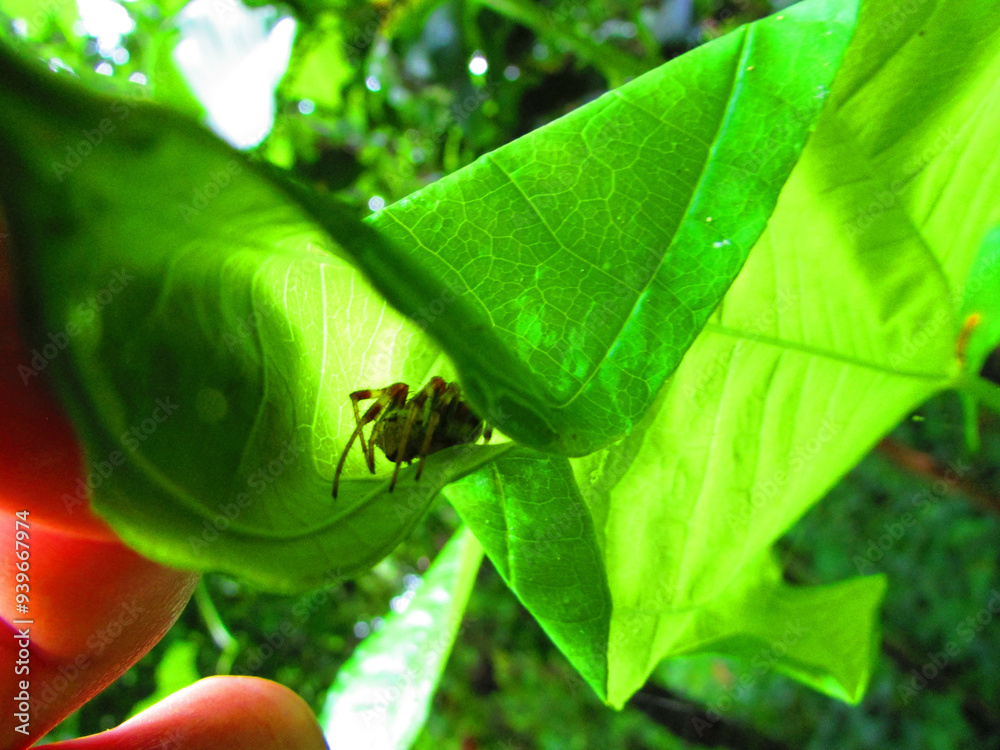 A spider hiding in a leaf in the middle of the forest A spider hiding in a leaf in the middle of the forest