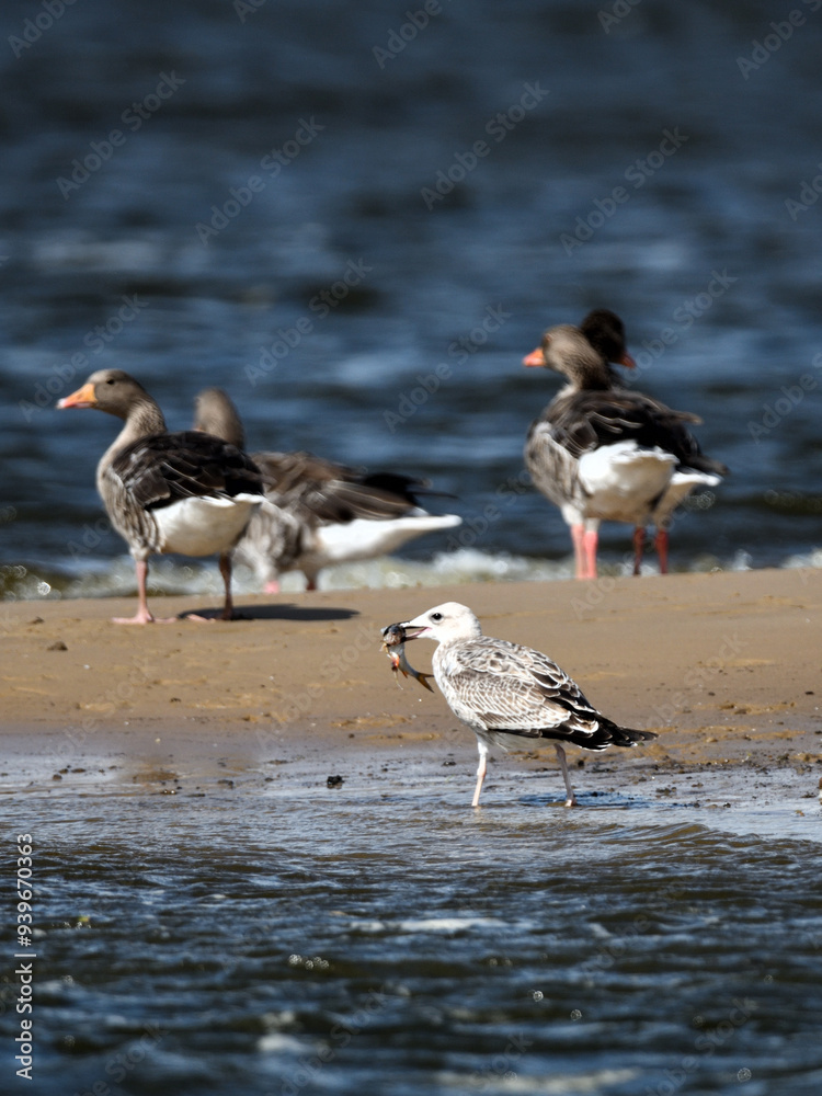 Möwe frisst einen Fisch schneller als die Gänse - Szene auf der Sandbank Möwe frisst einen Fisch schneller als die Gänse - Szene auf der Sandbank
